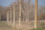 85 wooden nest boxes were installed on pylons_2